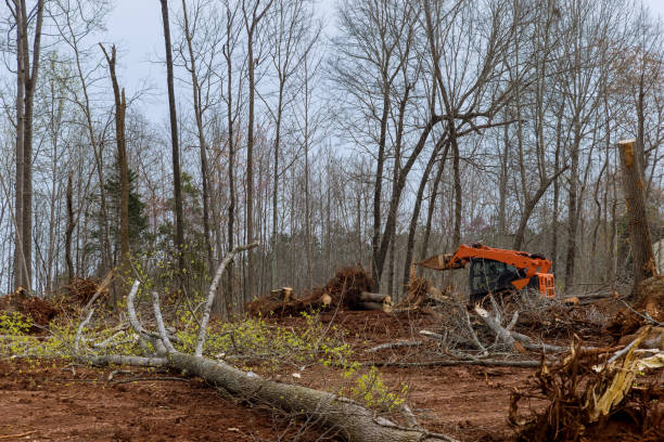 How Our Tree Care Process Works  in  Diablo Grande, CA